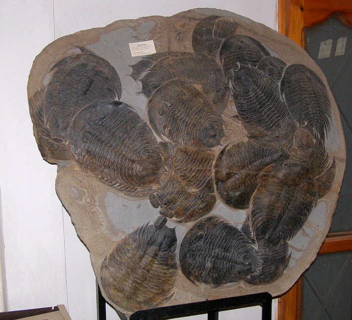 Potężna płyta z kambryjskimi trylobitami w muzeum w Erfoud 